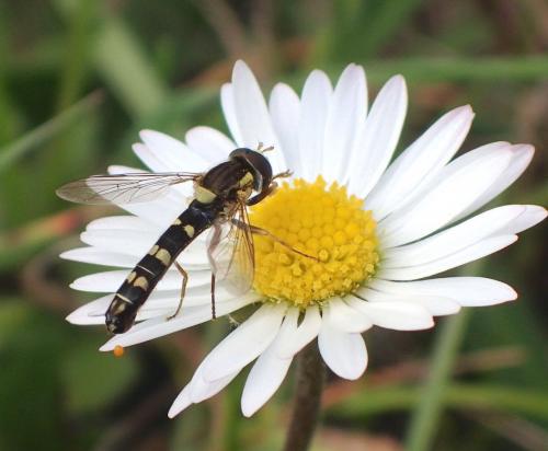 Réf. 277 117 : Sphaerophoria scripta